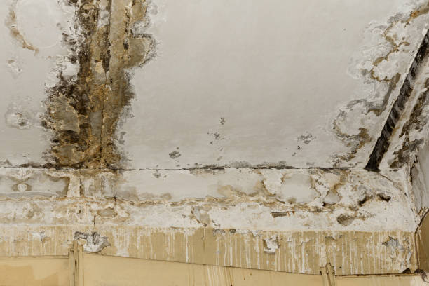 Reliable Palatine, IL Mold Remediation Solutions