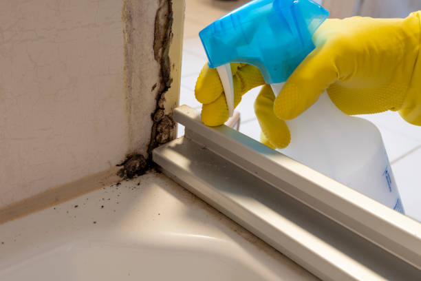 Best Mold Remediation for Vacation Homes  in Palatine, IL