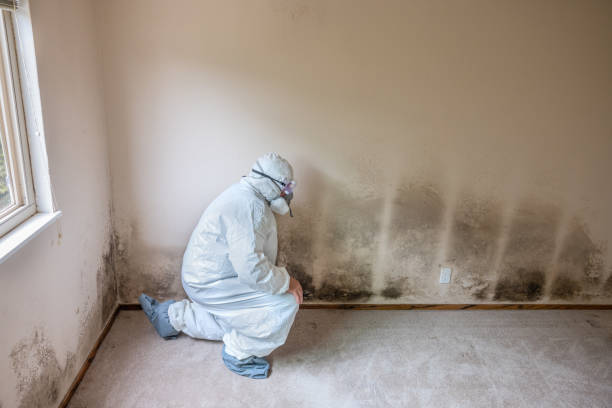 Mold Remediation for Rental Properties in Palatine, IL